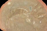 Unidentified Fossil Shrimp - Illinois #120976-1